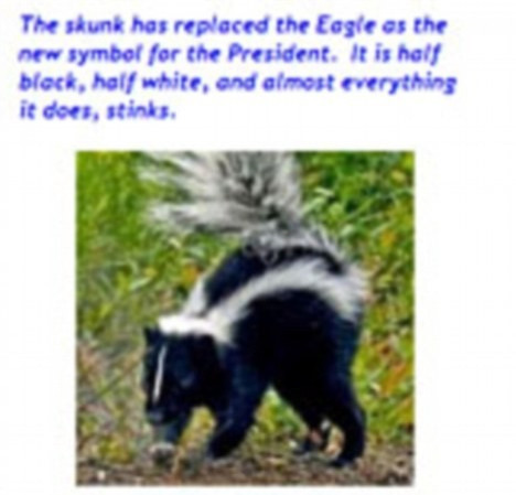 Skunk Illustration