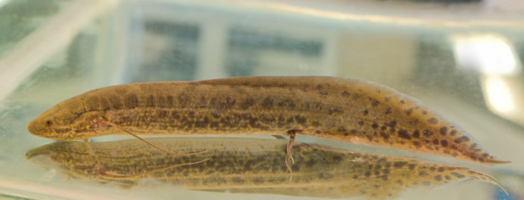 Lungfish Walked in Water then Land: Research