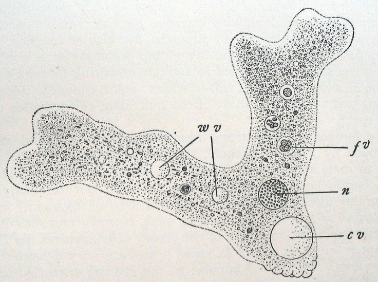 Amoeba