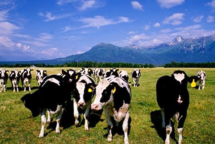 Herd of cows