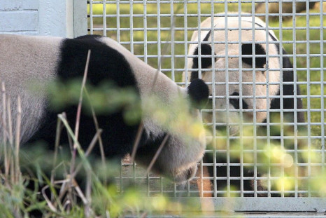 Tian Tian and Yang Guang Panda at Edinburgh Zoo