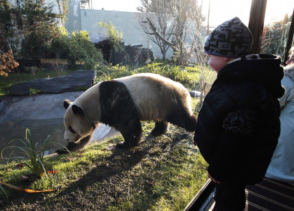 Tian Tian and Yang Guang Panda at Edinburgh Zoo