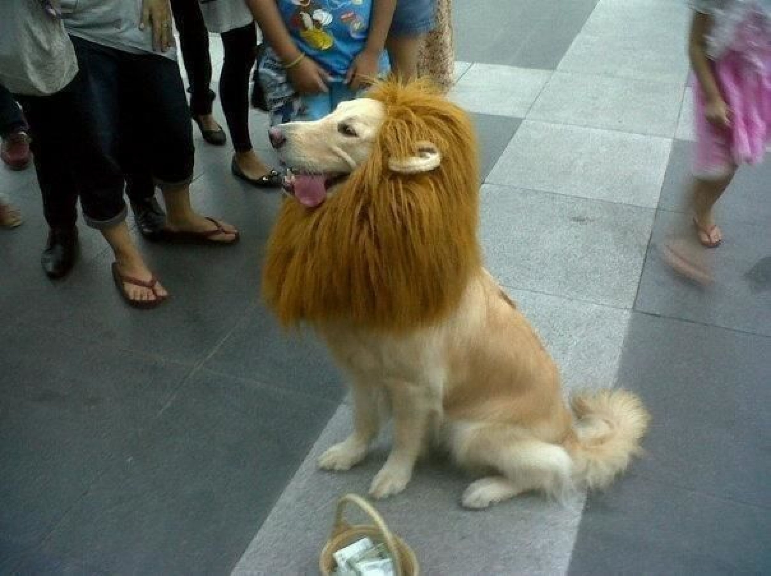 liondog