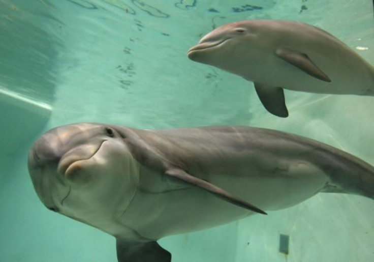 dolphin pair