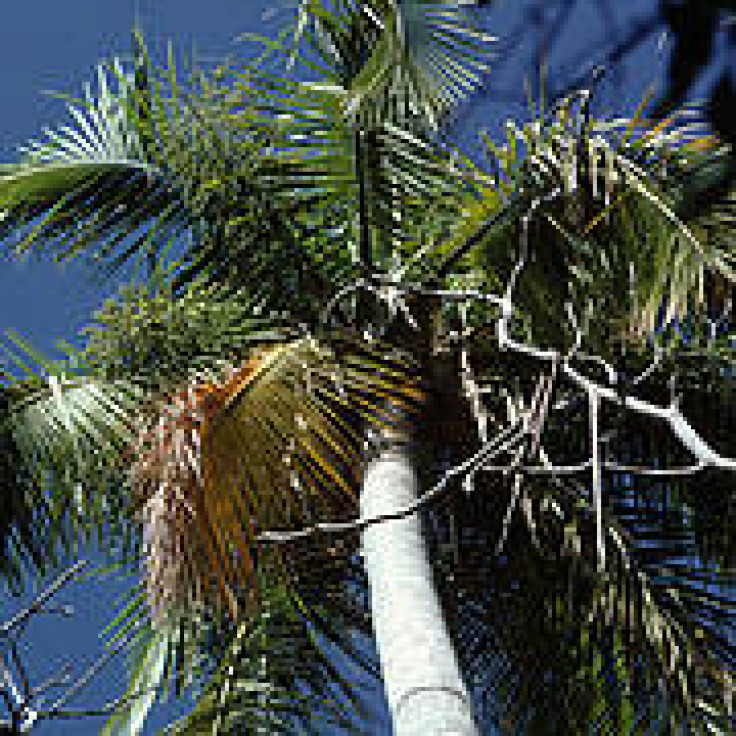 Madagascar Palm Tree