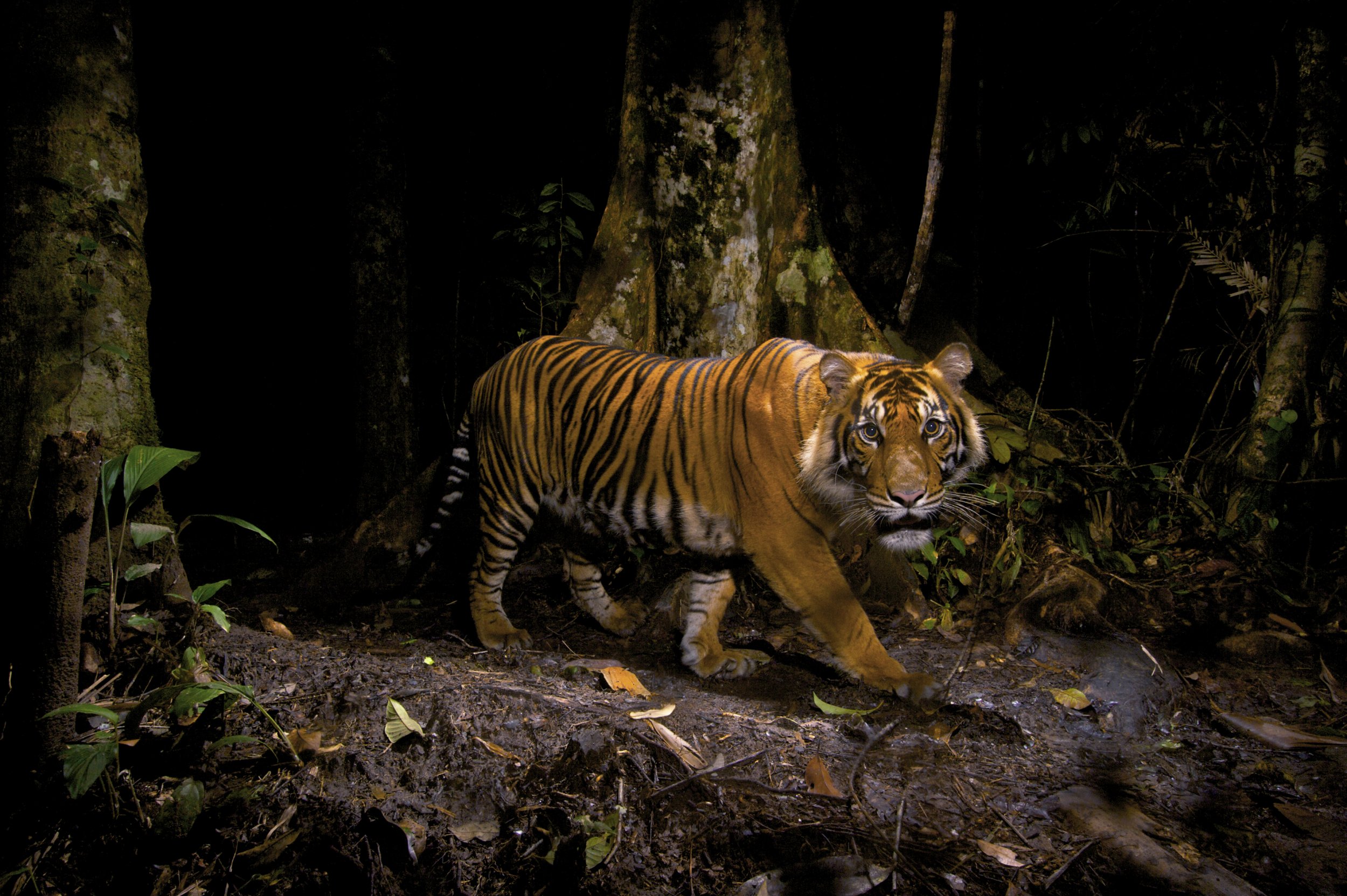 Wildlife Photojournalist Award Winner Last Look