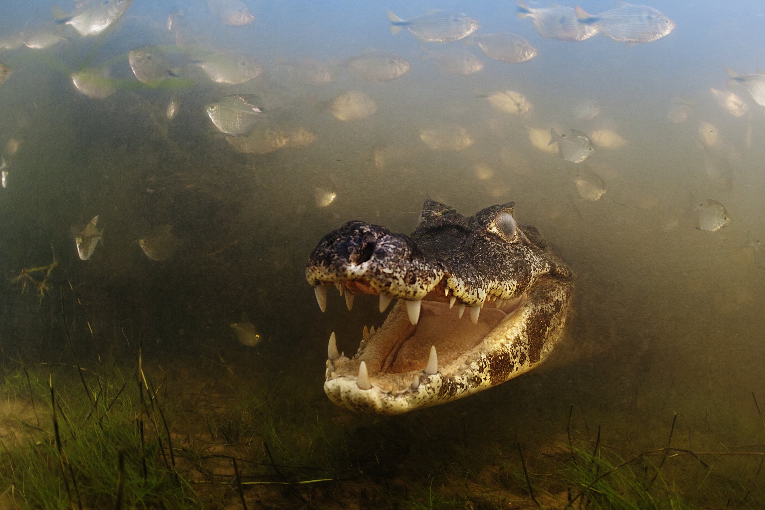 Behavior, Cold-blooded Animals Winner Into The Mouth Of The Caiman