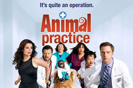 animal-practice