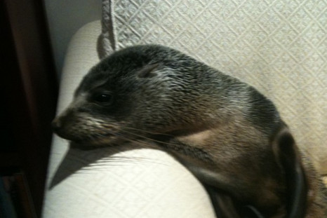 Baby seal wanders into New Zealand home