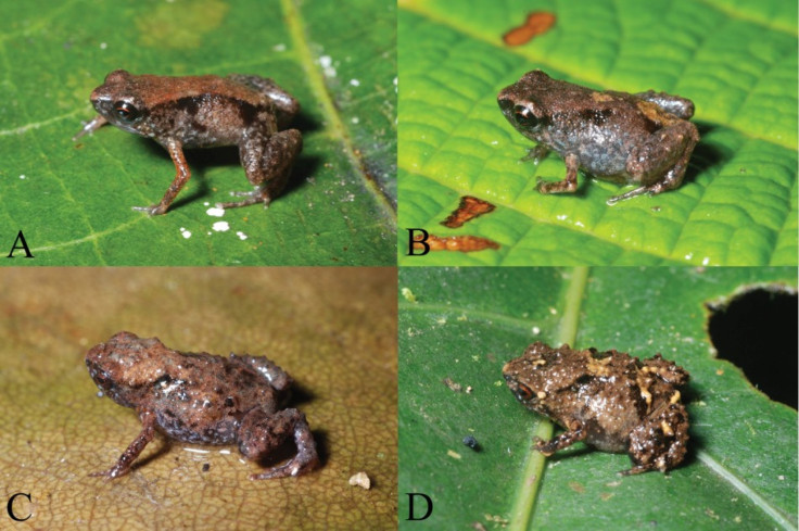 World&#039;s Smallest Frogs Identified.