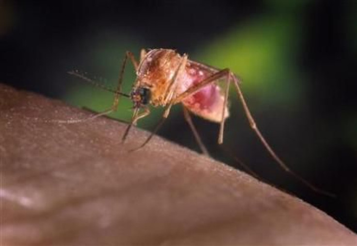 Malarial Mosquito