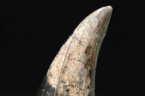 Large T-Rex Tooth Fetches Record Price at LA Auction