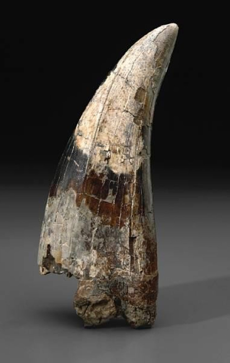 Large T-Rex Tooth Fetches Record Price at LA Auction