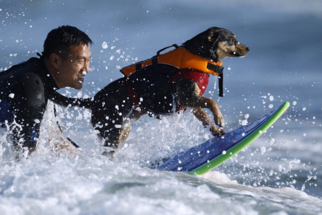 Dog Surfing Off the California Beach.