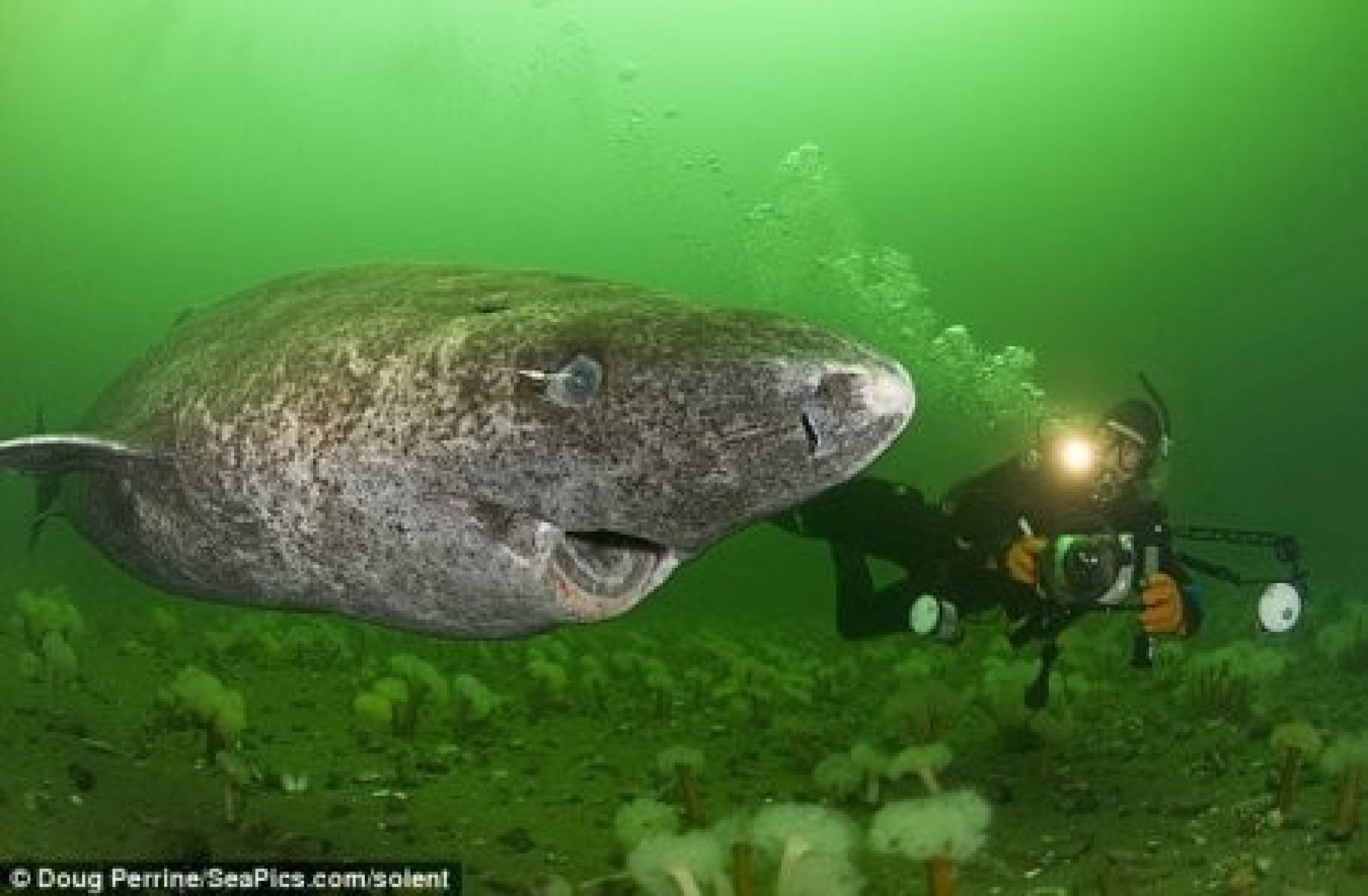 Greenland Shark That Eats Polar Bears Filmed by Diver [VIDEO] | IBTimes