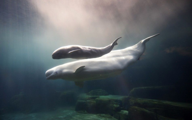 Beluga whale with calf