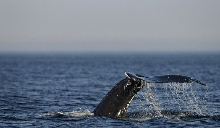 A humpback whale's tail comes out of the water during a ride on the Les Ecumeurs boat on the St. Lawrence river at Les Escoumins, Quebec, August 13, 2009.