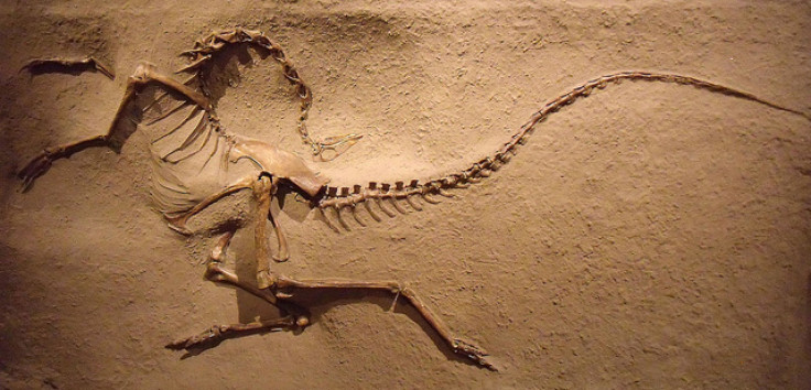 Ornithomimid fossil