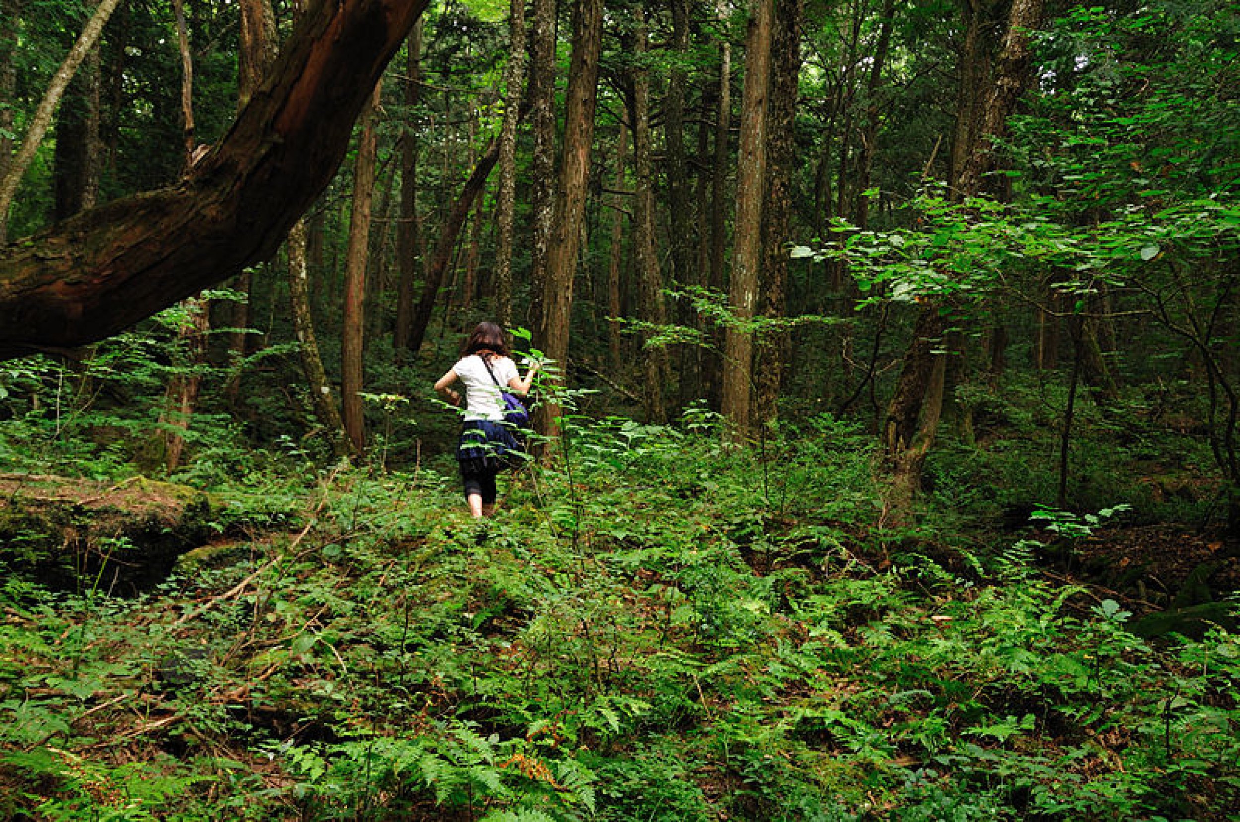Aokigahara Forest, Japan 