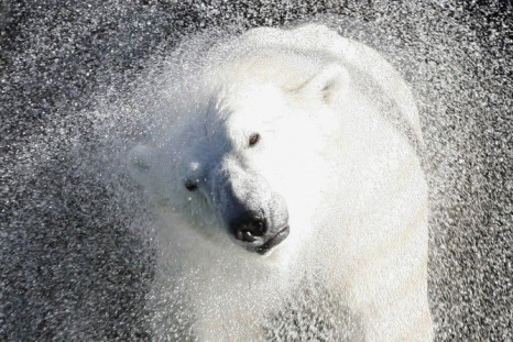 Global Warming is ‘Shrinking’ Animals: Research