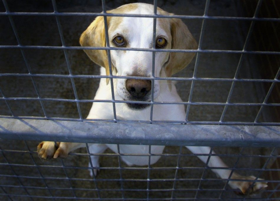 South Carolina Reports First Human Rabies Case in 50 Years | IBTimes