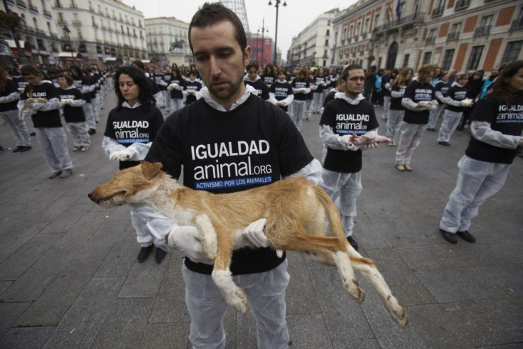 Animal Rights Protests in 2011 