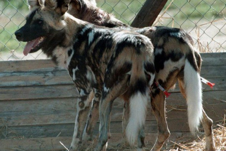 Wild African Painted Dogs
