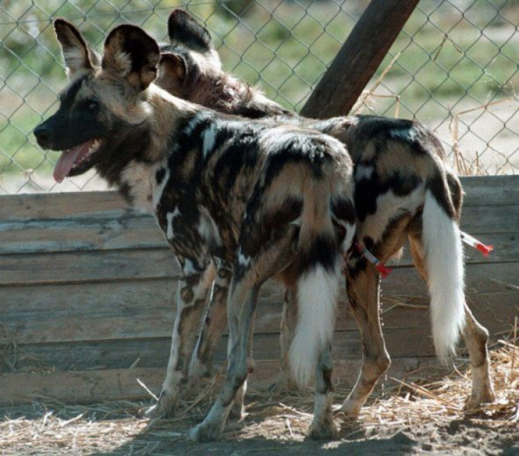 Wild African Painted Dogs