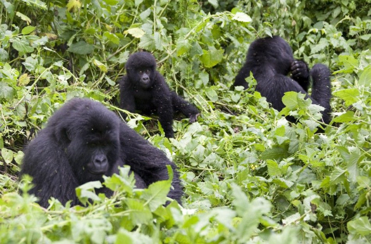 Mountain gorillas feed on the slopes of Mount Mikeno in the Virunga National Park, Eastern DRC, Republic of Congo, Dec. 12, 2008. REUTERS/Peter Andrews