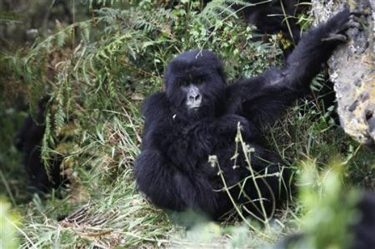 A young mountain gorilla from the Kabirizi family relaxes in Virunga National Park