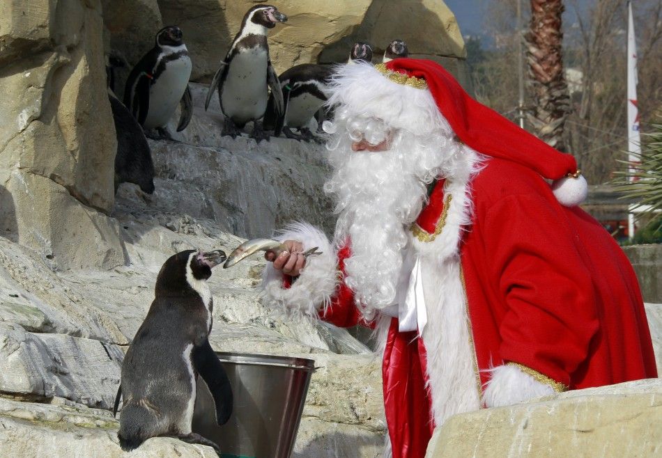 A woman dressed as a Santa Claus feeds an humboldt penguin at Marineland aquatic park in Antibes, southeastern France, December 13, 2011.