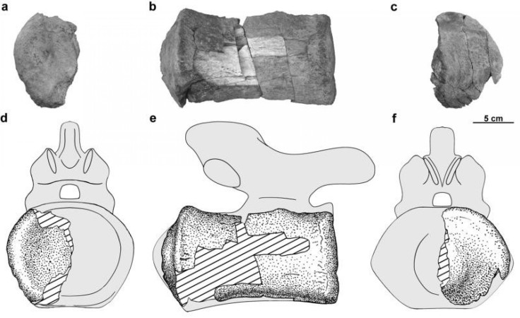 First Antarctic Plant-Eating Dinosaur Fossil Found