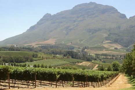 Delhaire Winery in South Africa