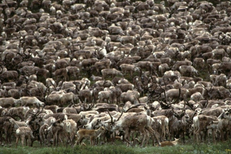 Caribou: World’s Largest Reindeer Herd Shrink in Size