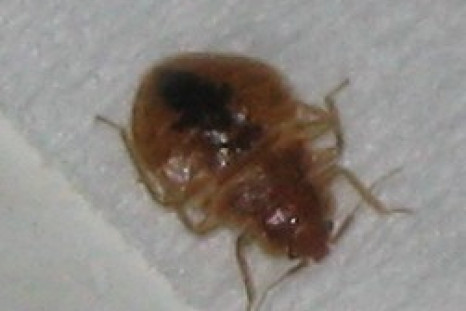 CDC Sees Rise In Bed Bug Infestations: How To Prevent And Kill The Blood-Thirsty Invaders