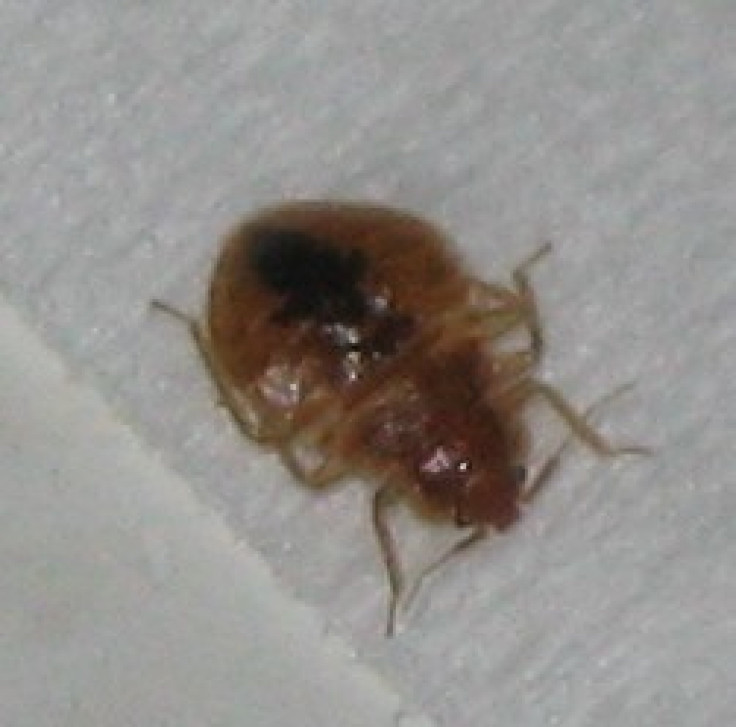 CDC Sees Rise In Bed Bug Infestations: How To Prevent And Kill The Blood-Thirsty Invaders