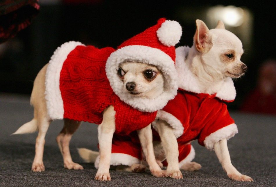 A pair of chihuahuas, dressed up as Santa Claus