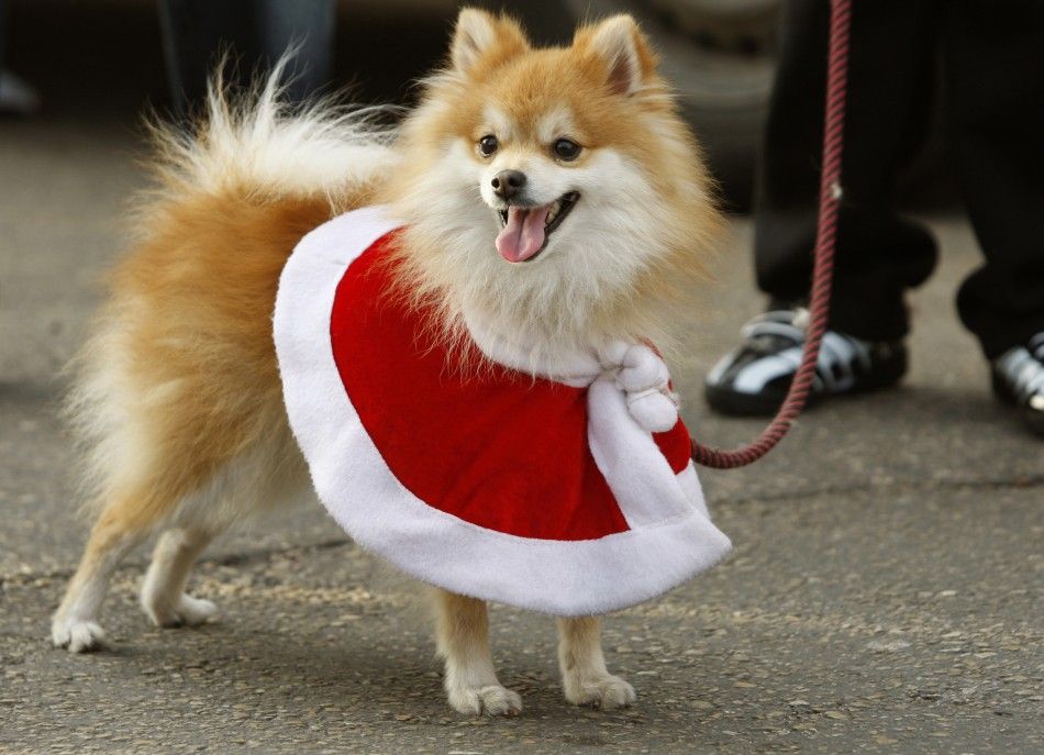 Pet dog in a Santa Claus costume
