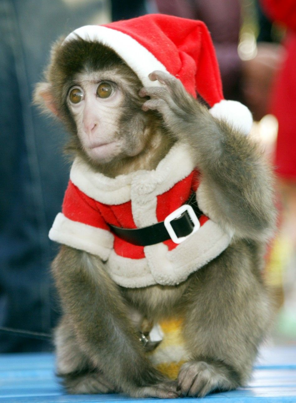 Monkey dressed in Santa Claus outfit