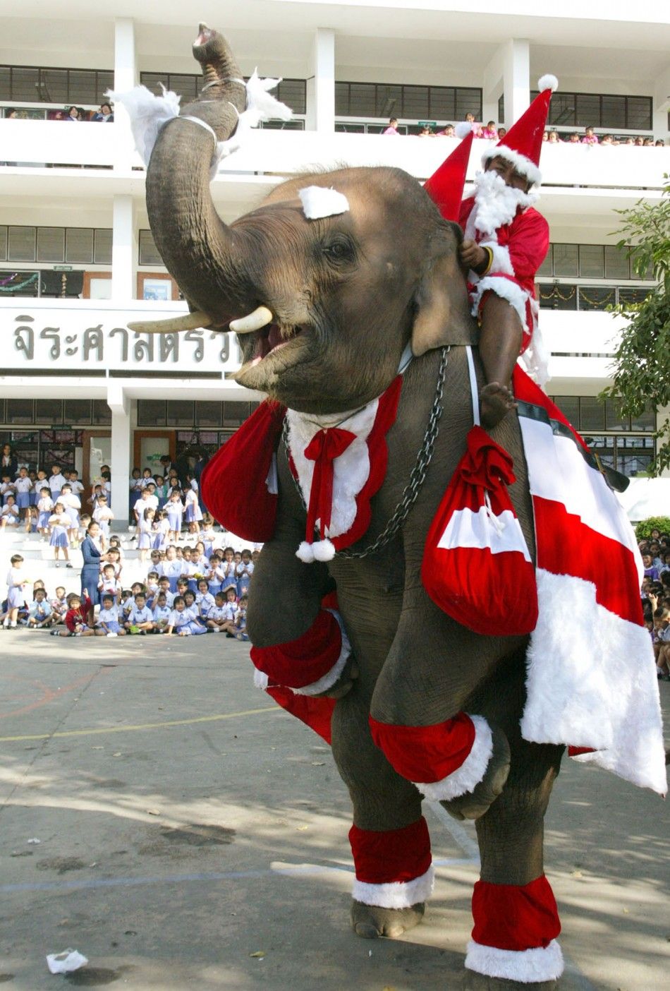 Baby elephant wearing a Santa Claus costume.