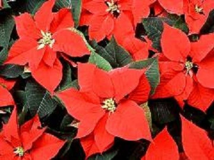 Poinsettia