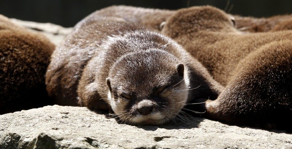 Oriental Small - Clawed Otters relax in their enclosure on a hot and sunny day at the Berlin Zoo