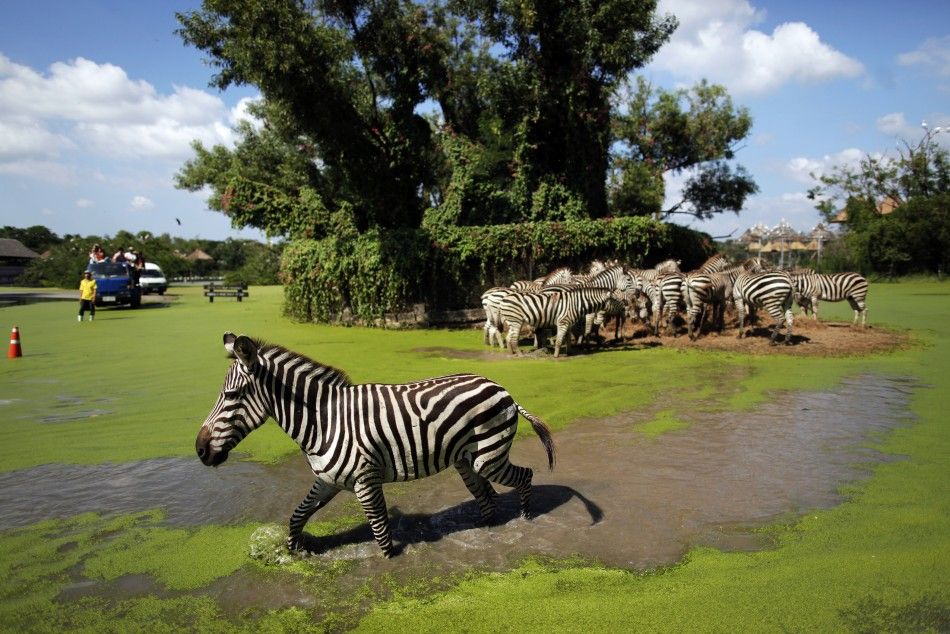 Zebras walk through the floodwaters of the wildlife park Safari World in Bangkok 