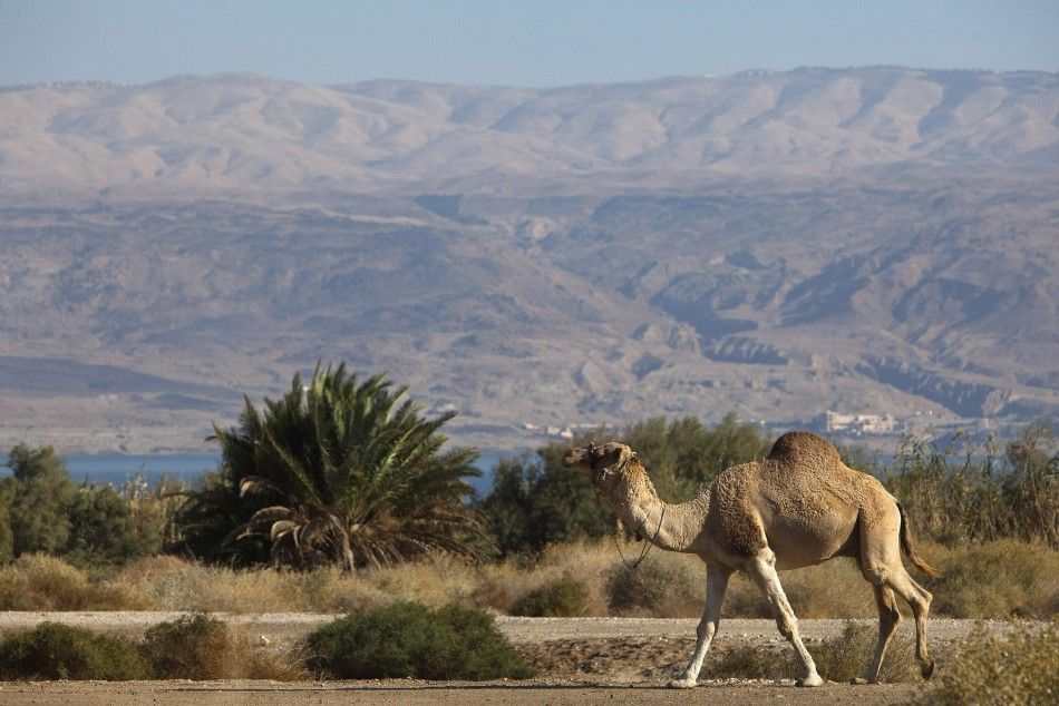 A camel walks near the shore of the Dead Sea 