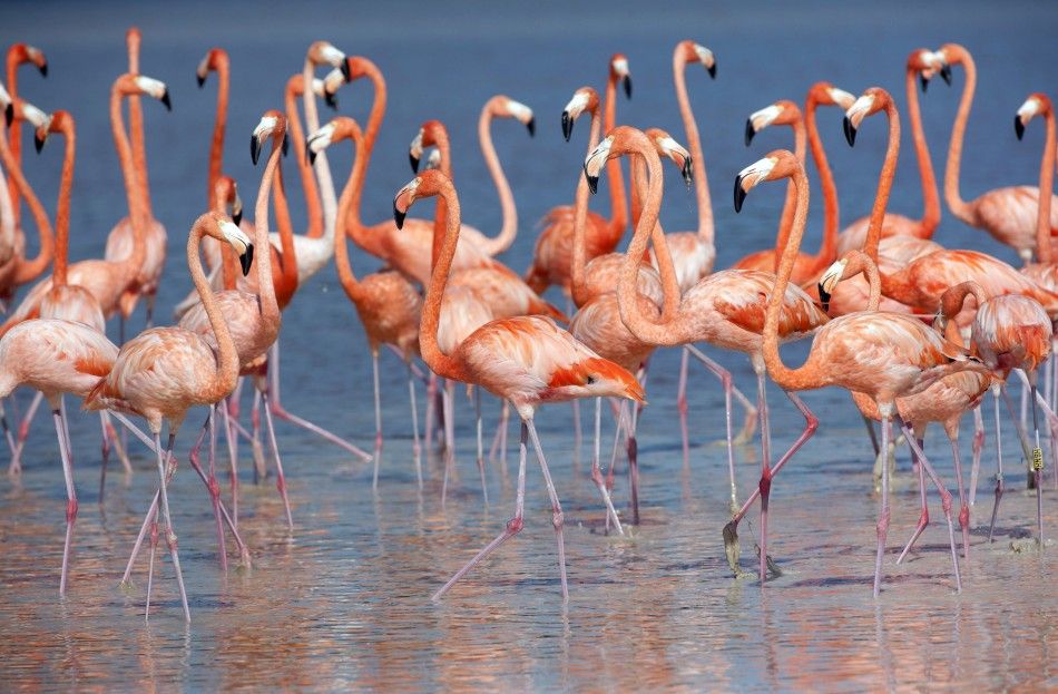 Flamingos stand in the waters of a wetland reserve in Celestun in Mexicos Yucatan Peninsula 