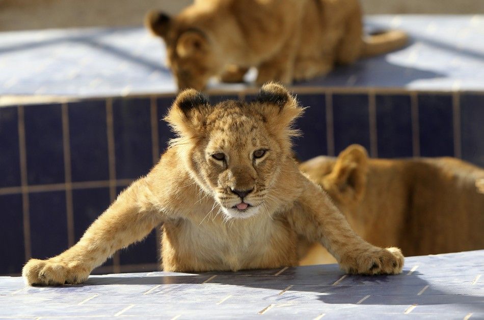 A four-month-old lion cub is seen inside its cage at Jordans zoo in Yaduda 