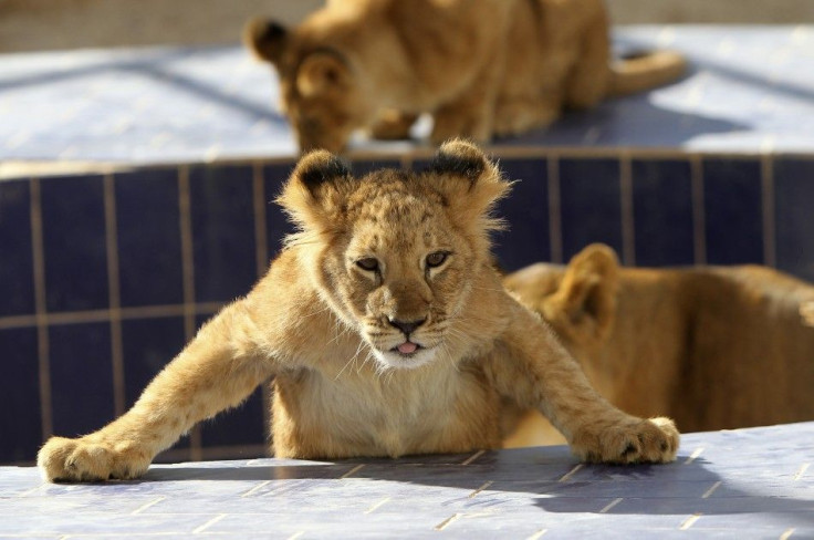 A four-month-old lion cub is seen inside its cage at Jordan's zoo in Yaduda 