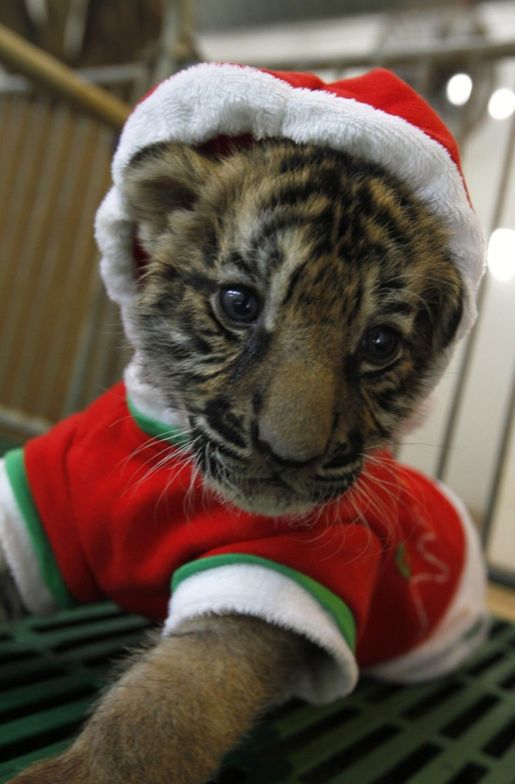 A tiger cub dressed as Santa Claus is seen on Christmas Eve at the Sriracha Tiger Zoo in Thailand's Chonburi province 