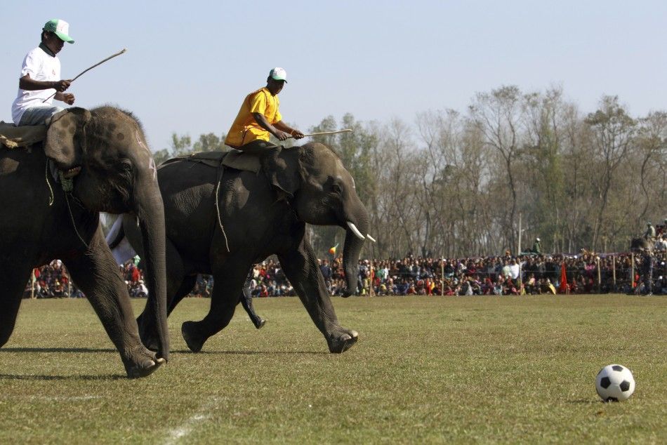 Elephants Play Soccer