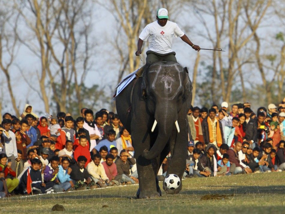 Elephants Play Soccer